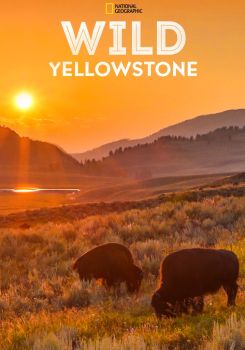Wild Yellowstone