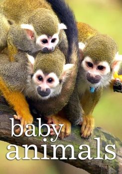 Baby Animals