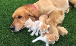 LABRADOR VE GOLDEN’LARIN DÜNYA TATLISI OLDUĞUNUN 7 KANITI