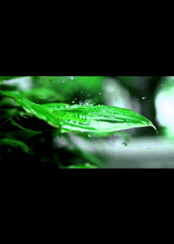 Zakkum - Gökyüzünde