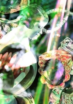 Spirit of the Magpie