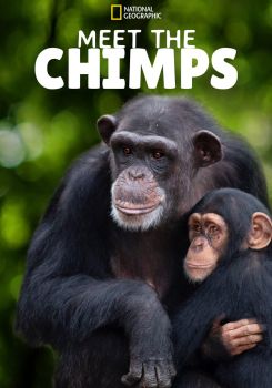 Meet the Chimps