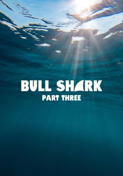 Bull Shark 3
