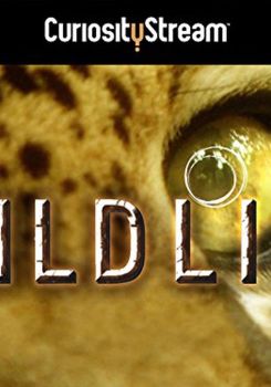 Wildlife