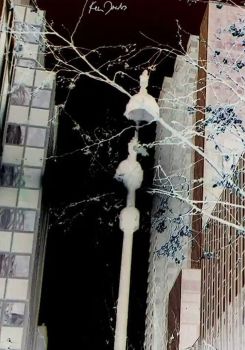 City Foliage