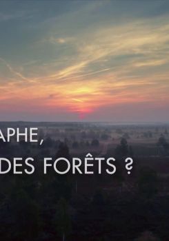 Das geheime Leben der Rothirsche