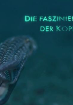 Cephalopods: The Reign of Suckers