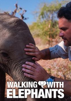 Walking With Elephants