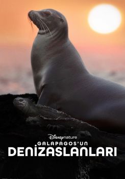Galapagos'un Denizaslanları