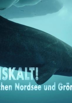 Haie eiskalt! Jäger zwischen Nordsee und Grönland