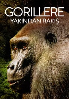 Gorillere Yakından Bakış