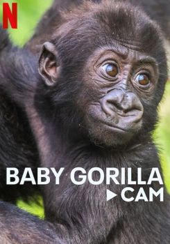 Gorillerin Yaşamından Canlı Yayın
