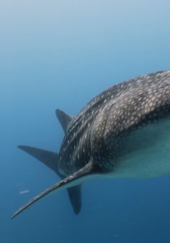 Nigel Marven's Wild Philippines