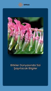 Bitkiler Dünyasında Sizi Şaşırtacak Bilgiler