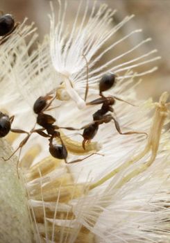 Wild Workers