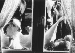 Michael Edward-Stevens