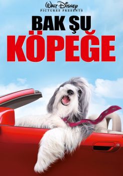 Bak Şu Köpeğe