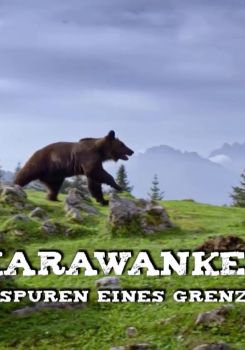 Karawankenbär: Auf den Spuren eines Grenzgängers