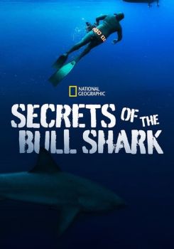 Boğa Köpekbalığının Sırları