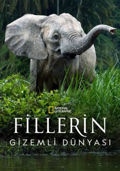 Fillerin Gizemli Dünyası