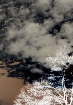 Clouds and Trees