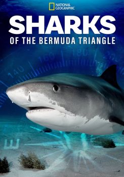 Sharks of the Bermuda Triangle