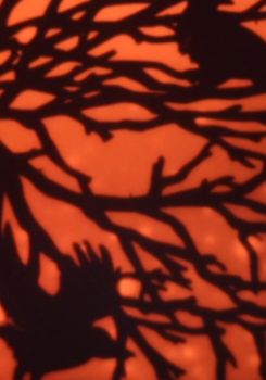Fire Fly EYE